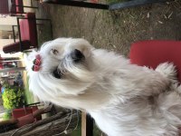 Maltese terrier kızımıza eş arıyoruz