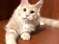 DEV Kediler Maine Coon üst kalite