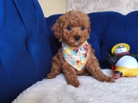 Yakışıklı Poodle Prens