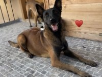 Safkan ırk garantili