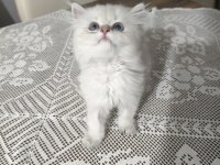 British longhair silver point