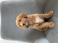 Toy Poodle Dişi Yavrumuz Yeni Ailesini Aramakta