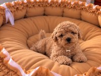 Toypoodle Kore Kan Üst Kalite Yavrular 