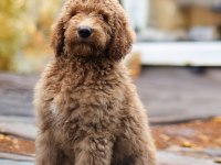 DEV LABRADOODLE YAVRULAR SAĞLIKLI MİKROÇİPLİ FATURALI