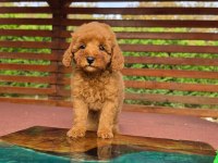 Poodle Çiftliğinden Red Brown Toy Poodle Bebeklerimiz