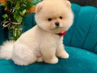 Anne babadan safkan pomeranian yavrularımız