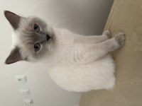 British shorthair Bluepoint dişi