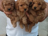 Toy Poodle Yavrular Irk Sağlık Garantili