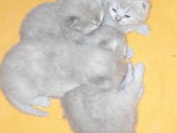British shorthair ve scottish fold top kafa bebekler