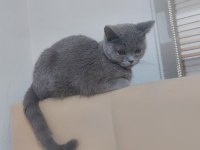 British Shorthair 9 aylık erkek