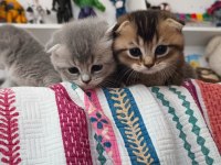 Scottish fold ve british yavru kediler