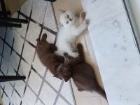 British shorthair yavrulara sıcak yuva