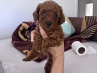 Toy poodle yavrularım yeni evini bekliyor