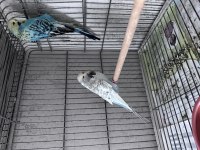 Show jumbo muhabbet kuşu çift