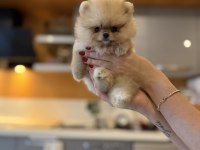 Mini teacup ayıcığımız pomeranian boo bebek