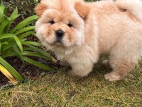 CHOW CHOW ÇİN ASLANI