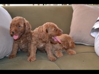 A kalite poodle ayarında maltipoo bebekler