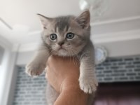 Golden Blue Ay 25 British Shorthair