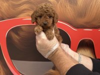 TOY POODLE BABYFACE YAVRULARIMIZ