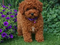 A Kalite Gerçek Kore Toy Poodle Yavrular