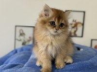 Ankarada ziyarete açık british longhair ve shorthair ler