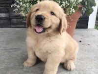 Golden Retriever Yavrular Canlı Görerek Alabilirsiniz