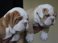 SİTENİN EN RENKLİ BULLDOG YAVRULARI