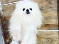 Pomeranian boo koreli tipi