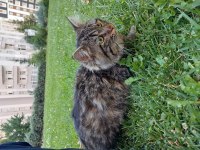 Ücretsiz kedi sahiplendirme