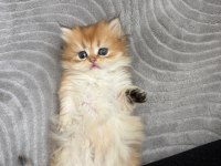 Karizma British Longhair Çocuk
