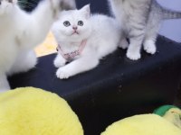Safkan Scottish Fold ve Straight yavrular Catteryden
