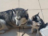 A KALİTE MASKELİ MAVİ GÖZLÜ DİŞİ YAVRU HUSKY