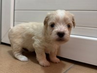 Maltipoo bebekler