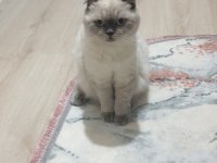 Scottish fold