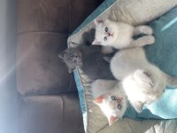 British shorthair ve blue point yavru kediler