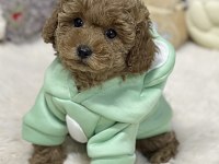 Toy Poodle Yavru Köpekler