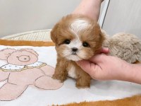 Sevgı Dolusu Maltıpoo Bebıslerımız