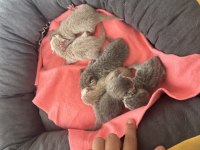 Dünya tatlısı british shorthair bebişler