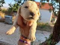 Baby face golden retriever bebeklerimiz