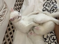 Safkan British Shorthair