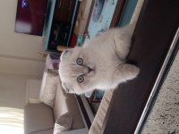Scottish fold yavrularımız yeni evlerine gitmeye hazır