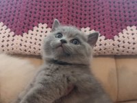British shorthair ve blue point