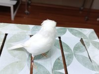 2024 doğumlu hazır erkek gloster kanarya