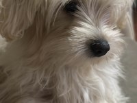Yeni Malta Terrier Yavrularımız