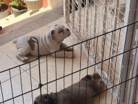 Tombik İngiliz Bulldog Bebeklerimiz