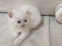 BRİTİSH SHORTHAİR MİNİKLER