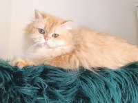 British longhair dişi