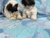 Shih tzu bebeklerimiz