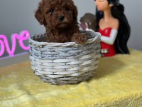 Kıvırcık tüy yumağı toy poodle yavrularım