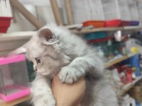 Biritis yavrular yeni yuvaları bekliyor